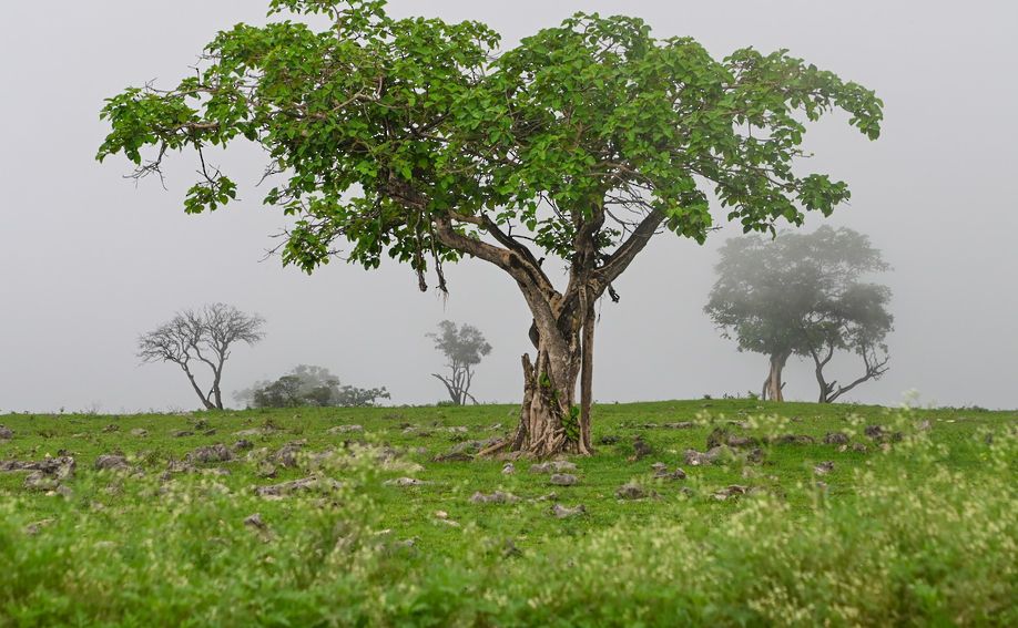 بدأ موسم خريف ظفار 2024 فلكياً